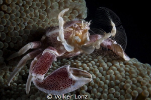 Porcelaincrab by Volker Lonz 